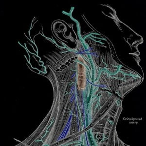 images anatomy